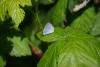Celastrina argiolus